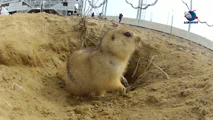 Funny video - Gopher Lives Under Space Rocket Launching PadGopher Lives Under Space Rocket Launching Pad