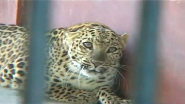 Man eater leopard turns into a man's friend