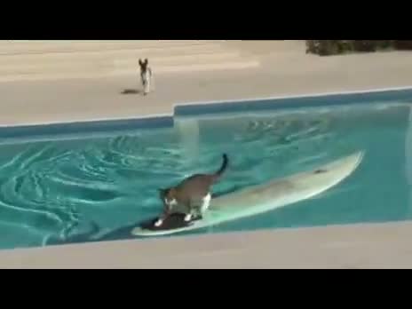 Cat surfs across pool