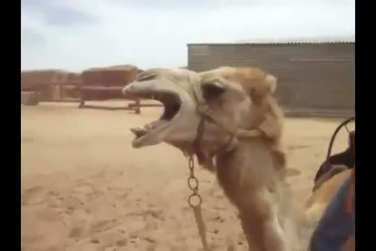 The amazing Death Metal Camel in concert.
