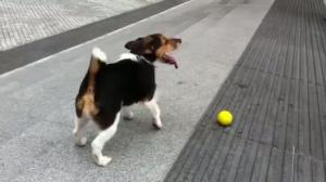 Jack Russell plays fetch by himself