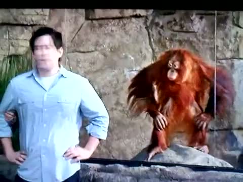 Imitating orangutan