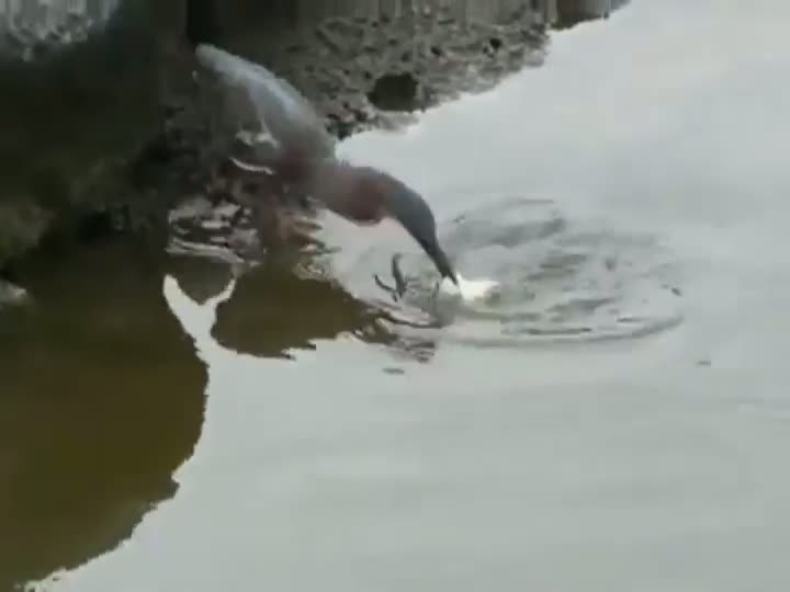 Clever Bird Goes Fishing