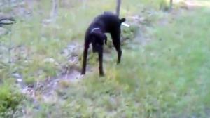 Dog Pees On Electric Fence