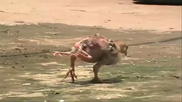 A chicken with four legs