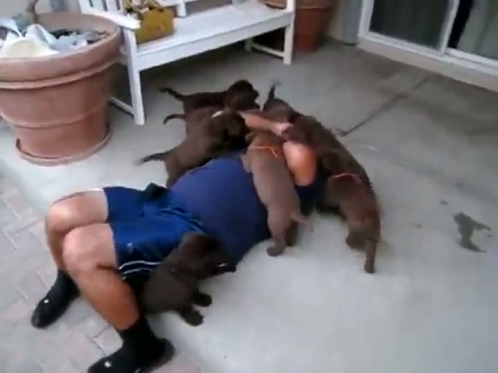 Puppies Go Into Attack Mode