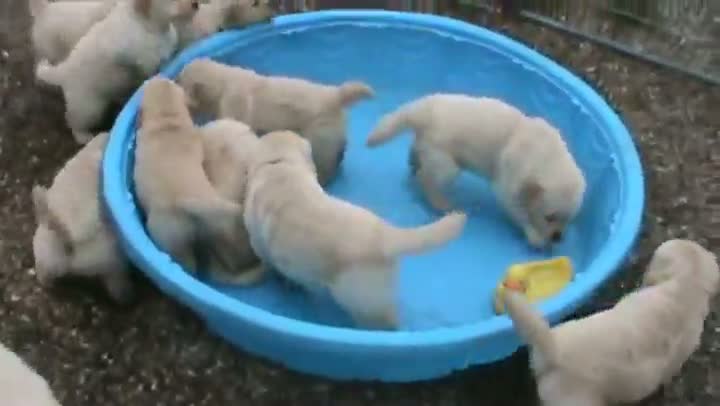 Golden Retriever Puppies Want To Go Swimming