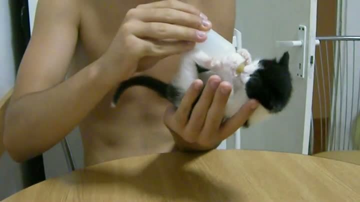 Kitten Goes Ballistic On Milk Bottle