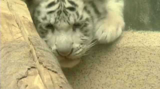 Raw Video - Zoo Shows Off Rare White Tiger Cubs