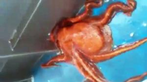 The Great Escape, An Octopus Story