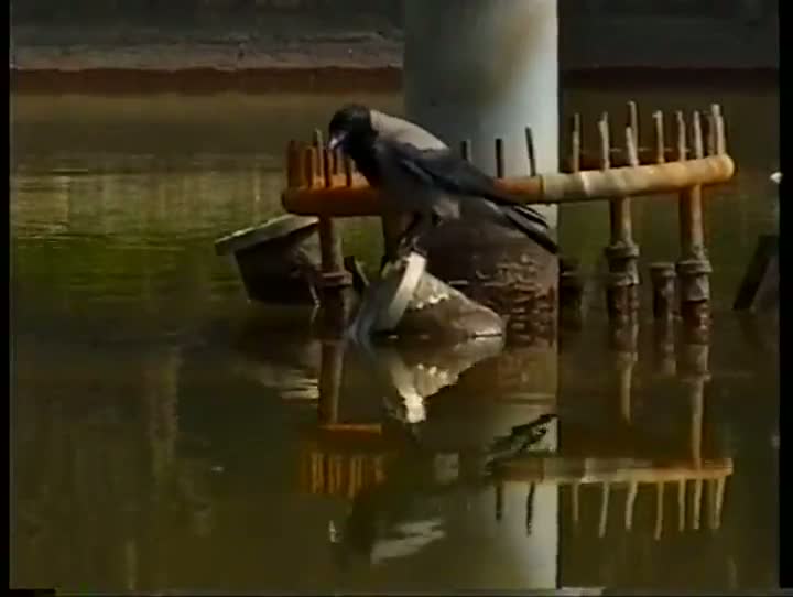 Crow Uses Bait to Fish