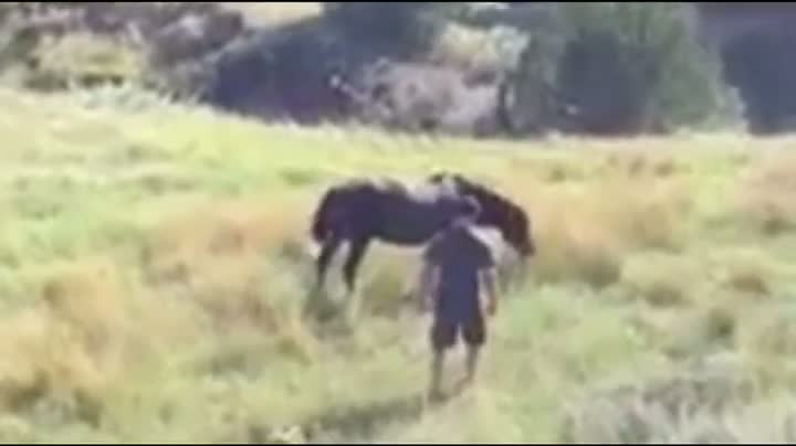 Man vs. Wild Horse