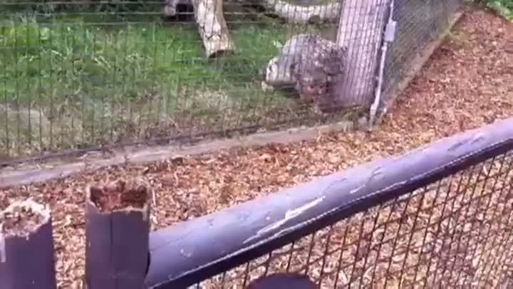 Leopard Surprise Attacks A Squirrel