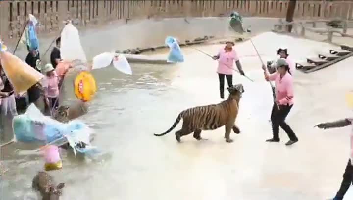 Tourists Teasing Tigers In Thailand