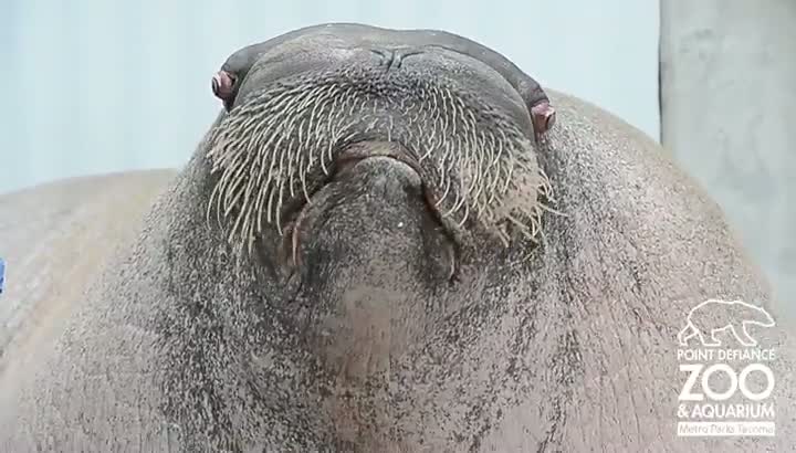 Scary Ass Walrus Will Haunt Your Nightmares