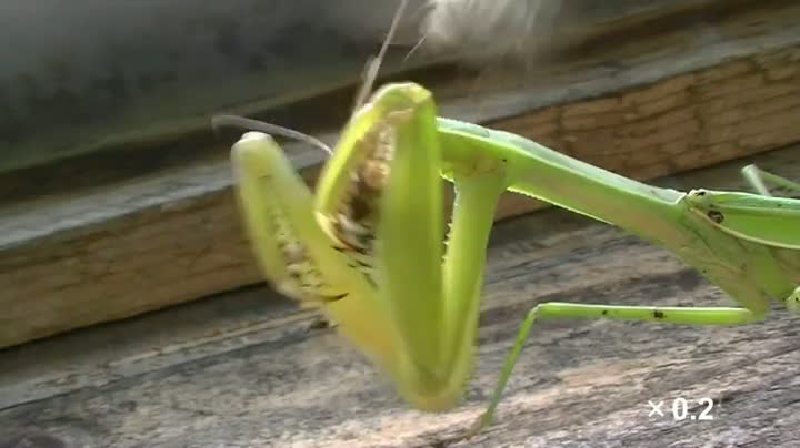 Praying Mantis Devours Two Bees at Once