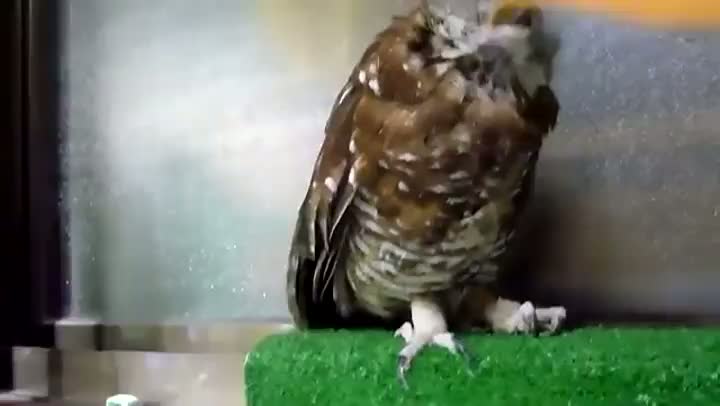 Owl Loves Using His Scratcher