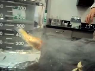 Goldfish survives being put in liquid nitrogen