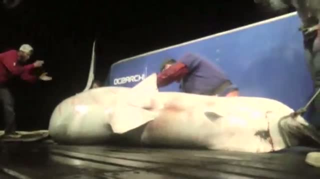 Tagging Great White Shark 'Amazing Moment'