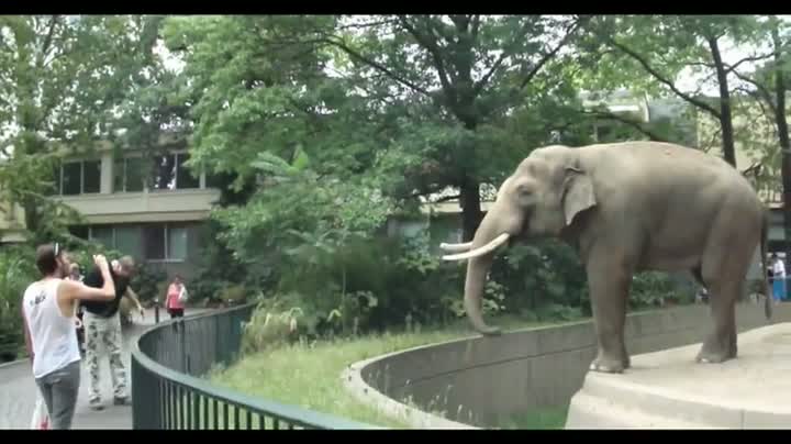Elephant Has Perfect Aim