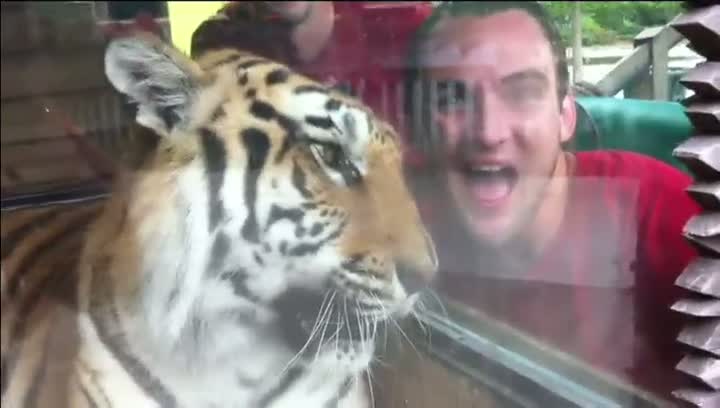 Pissed Off Tiger