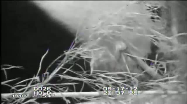 Raw Video - Newborn Panda at Washington Zoo