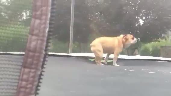 Happy dog on trampoline