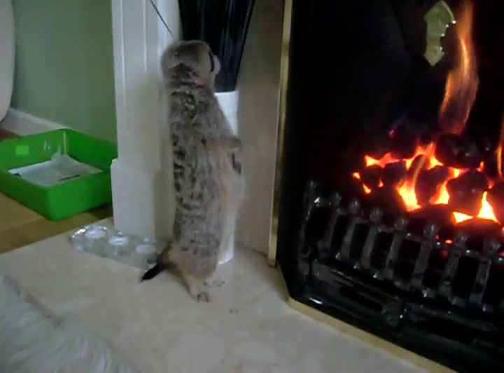 Meerkat Warms Himself by the Fire