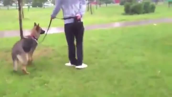 Irresponsible Dog Owner Gets Taught A Lesson