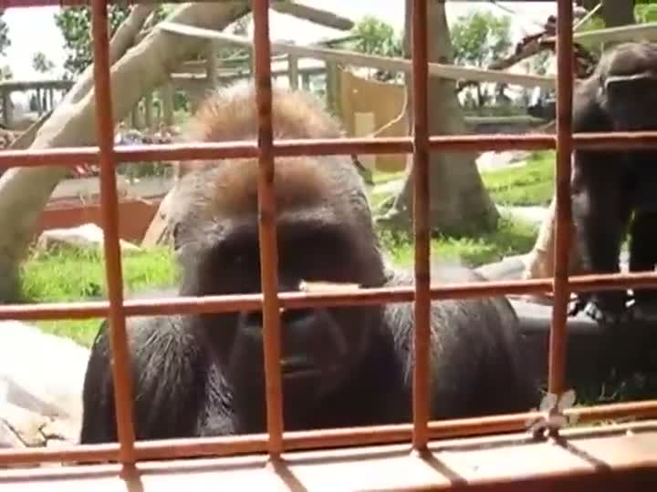 Gorillas Amazed by Caterpillar