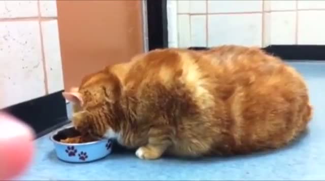 41-pound Cat at Texas Shelter Needs Home