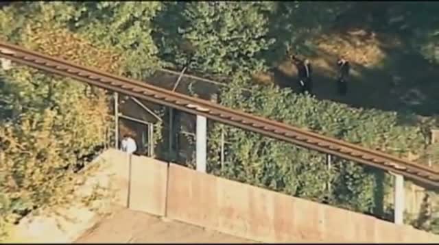 Man Jumps Off Zoo Monorail, Mauled by Tiger