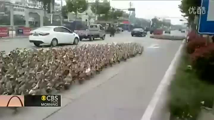 5000 Ducks Go For A Walk In China