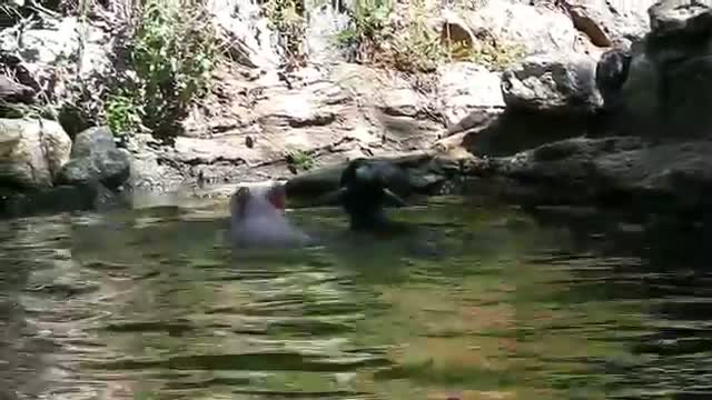 Pig rescues baby goat from drowning