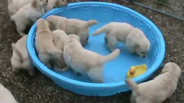 Golden Retriever puppies upset with empty pool