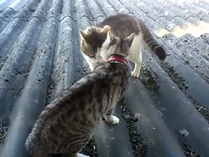 Epic Cat Confrontation