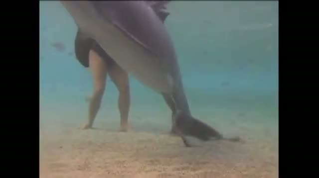 Raw Video - Dolphin Gives Birth in Hawaii
