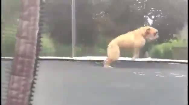 Entertaining Dog Jumps On Trampoline