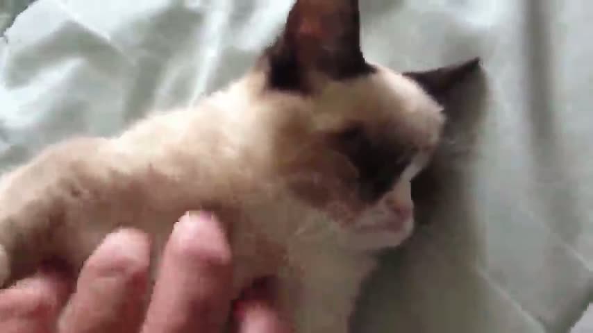Grumpy cat will accept your petting, but will not enjoy it
