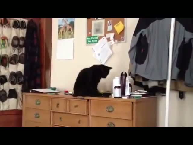 Spiteful Cat Video