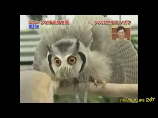 Transformers: Owls in Disguise