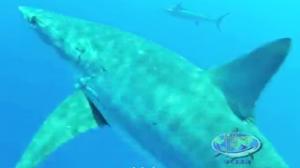 Massive Mako Shark Surprises Diver and Blue Marlin!