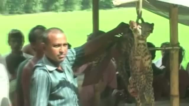 Assam Leopards fall prey to human insensitivity