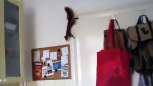 Rampaging Squirrel Escapes Like a BOSS!!