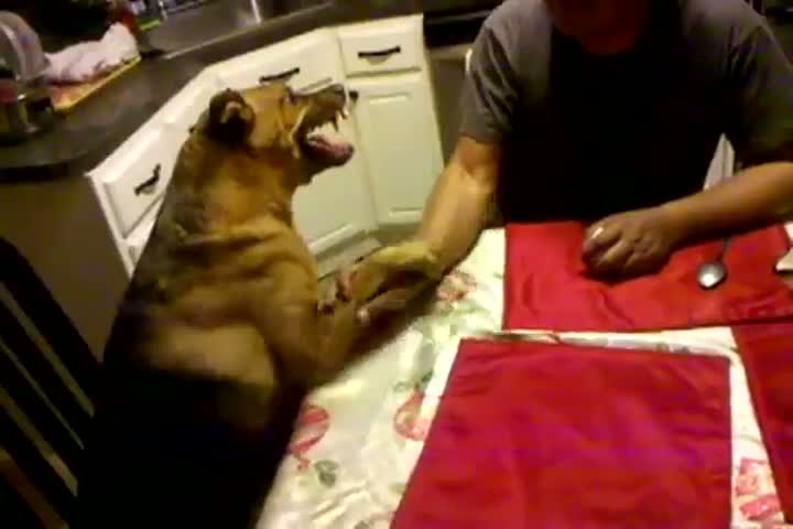 Arm Wrestling Dog Doesn't Play