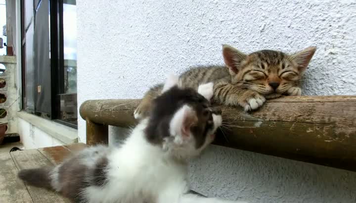 Kitten Tries To Wake Up His Pal