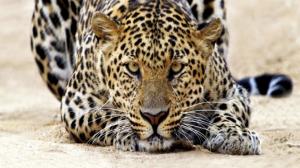 Incredible Leopard Kill