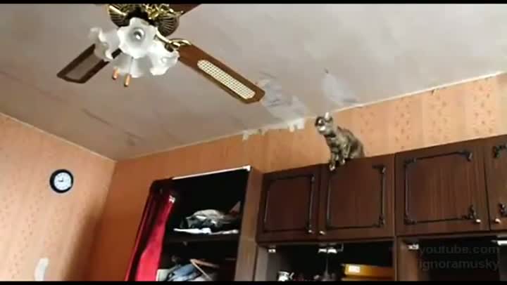 Cat Takes a Leap of Faith