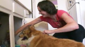 Corgi Sets Owners Kitchen On Fire On Camera