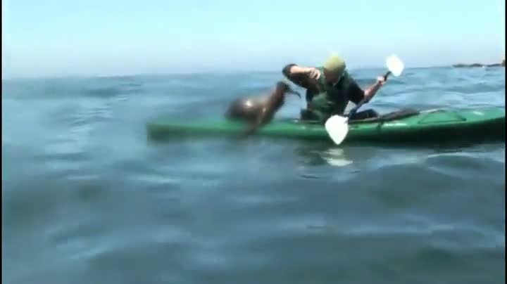 Sea Lion Attacks Kayaker
